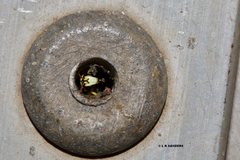 Hylaeus euxanthus