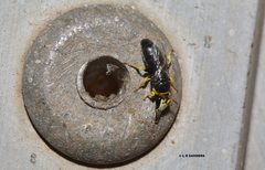 Hylaeus euxanthus