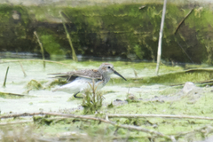 Calidris fuscicollis × calidris alpina