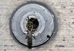 Lasioglossum adustum