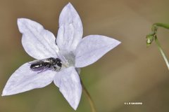 Lasioglossum demicapillum