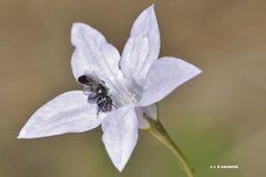 Lasioglossum demicapillum