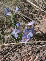 Penstemon glaber alpinus