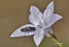 Lasioglossum demicapillum