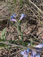 Penstemon glaber alpinus