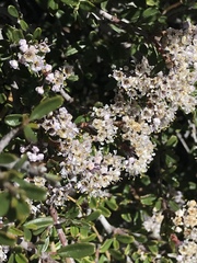 Ceanothus pumilus