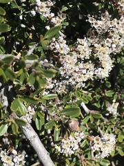 Ceanothus pumilus