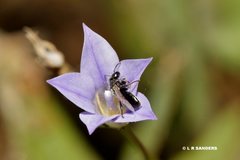 Lasioglossum demicapillum