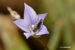 Lasioglossum demicapillum