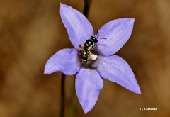 Ceylalictus perditellus