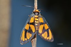 Amata trigonophora