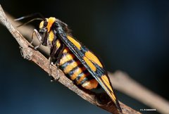 Amata trigonophora