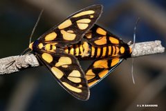 Amata trigonophora