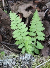 Dryopteris fragrans