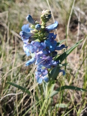 Penstemon angustifolius