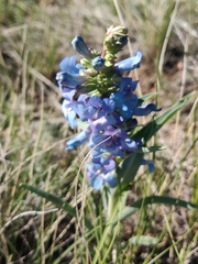 Penstemon angustifolius