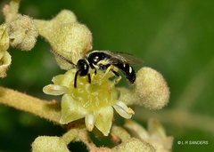 Ceylalictus perditellus