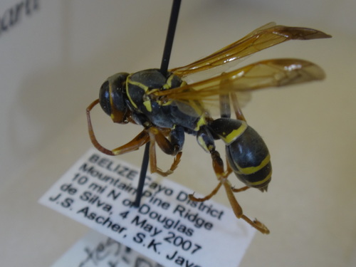 Polistes boharti