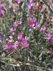 Astragalus flexuosus