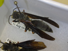 Polistes goeldii