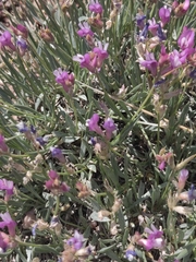 Astragalus flexuosus