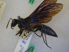 Polistes goeldii