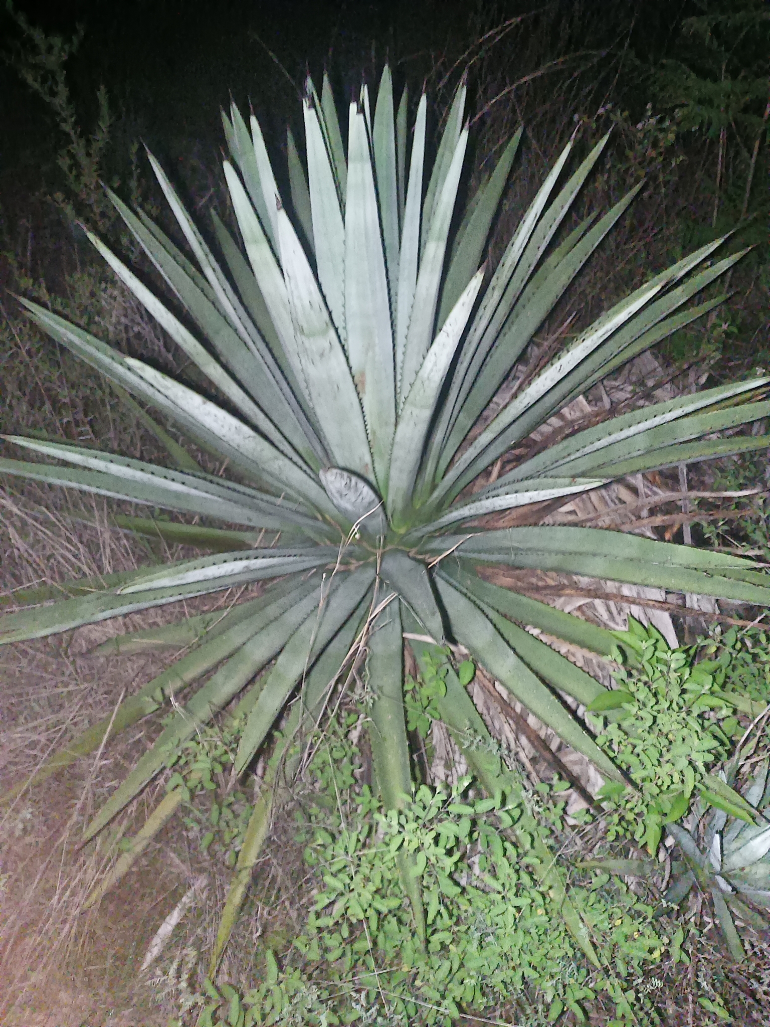 Century Plant (Agave vivipara)