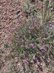 Astragalus flexuosus