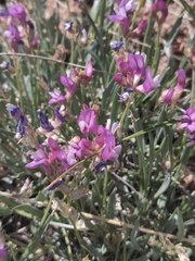 Astragalus flexuosus