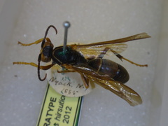 Polistes hirsuticornis