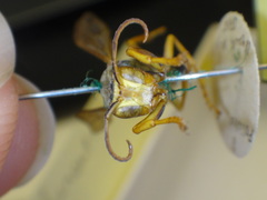 Polistes hirsuticornis