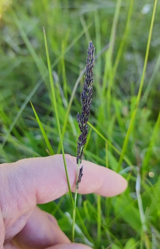 Image of Calamagrostis stricta by (c) Andreas Schneider, some rights reserved (CC BY)