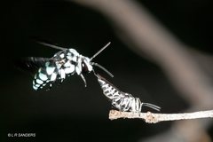 Coelioxys albolineatus