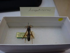 Polistes hirsuticornis