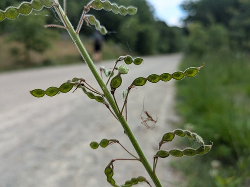 Desmodium illinoense iNat (3)