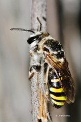 Nomia rubroviridis