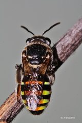 Nomia rubroviridis