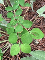 Symphoricarpos albus albus