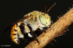 Amegilla aeruginosa