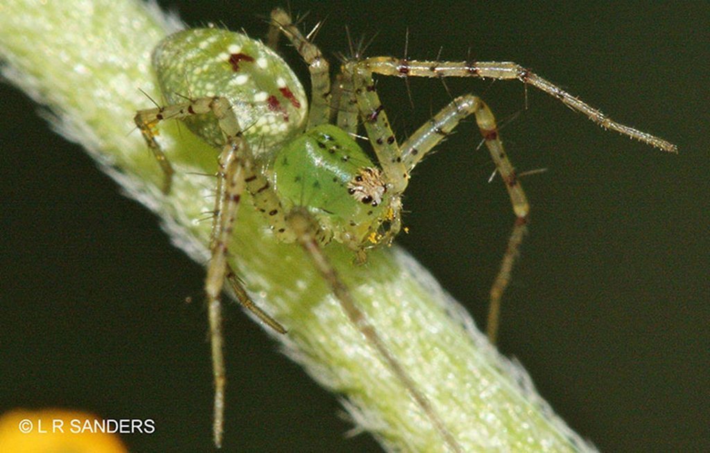 Peucetia albescens