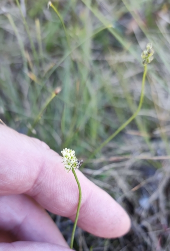Scotch false asphodel (Tofieldia pusilla)