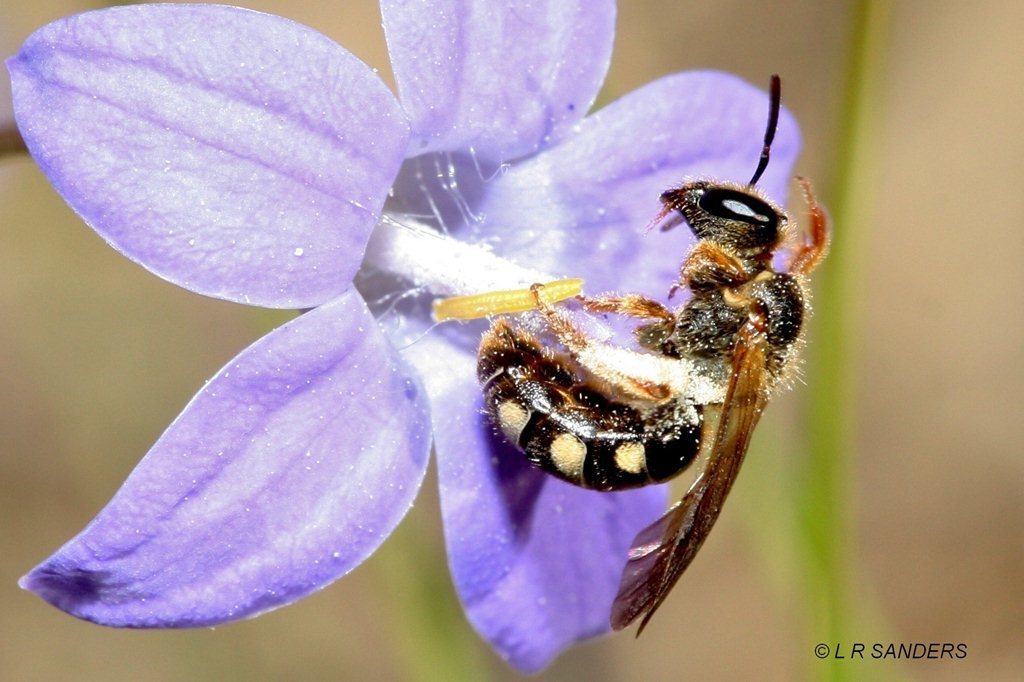 Lasioglossum conspicuum