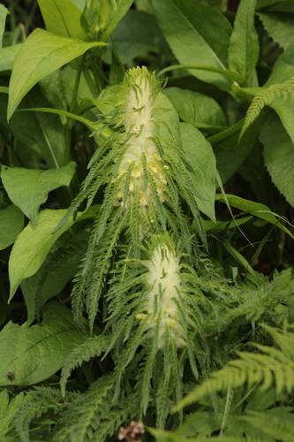 Image of Pedicularis foliosa by (c) marius, some rights reserved (CC BY)