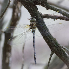 Rhionaeschna psilus