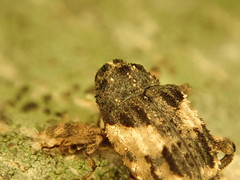 Cryptorhynchus fuscatus