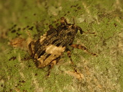 Cryptorhynchus fuscatus