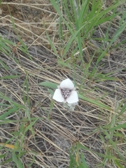 Calochortus elegans selwayensis