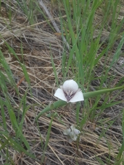 Calochortus elegans selwayensis