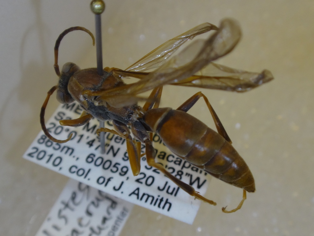 Veracruz Paper Wasp