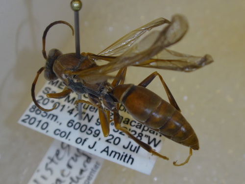 Veracruz Paper Wasp
